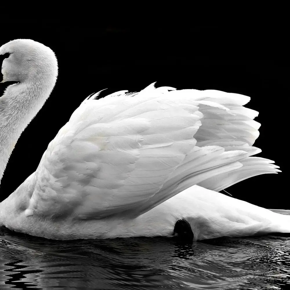 Winter Swans, Owen Sheers Poem Analysis/Annotations